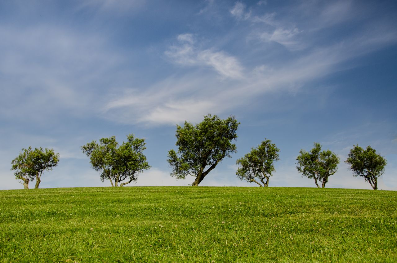 Services A serene countryside view with lush grass and scattered trees under a clear blue sky.