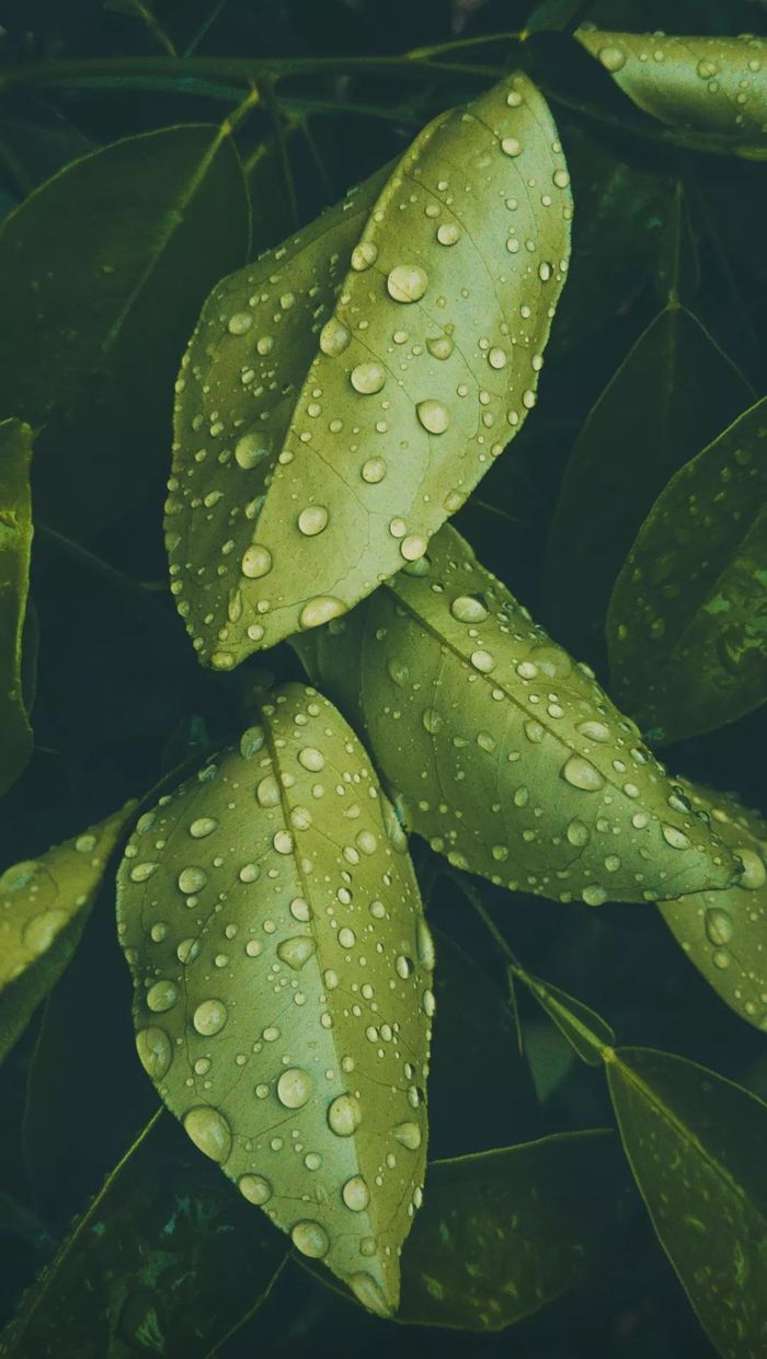 Services Vibrant close-up of fresh green leaves with dewdrops, showcasing nature's beauty.