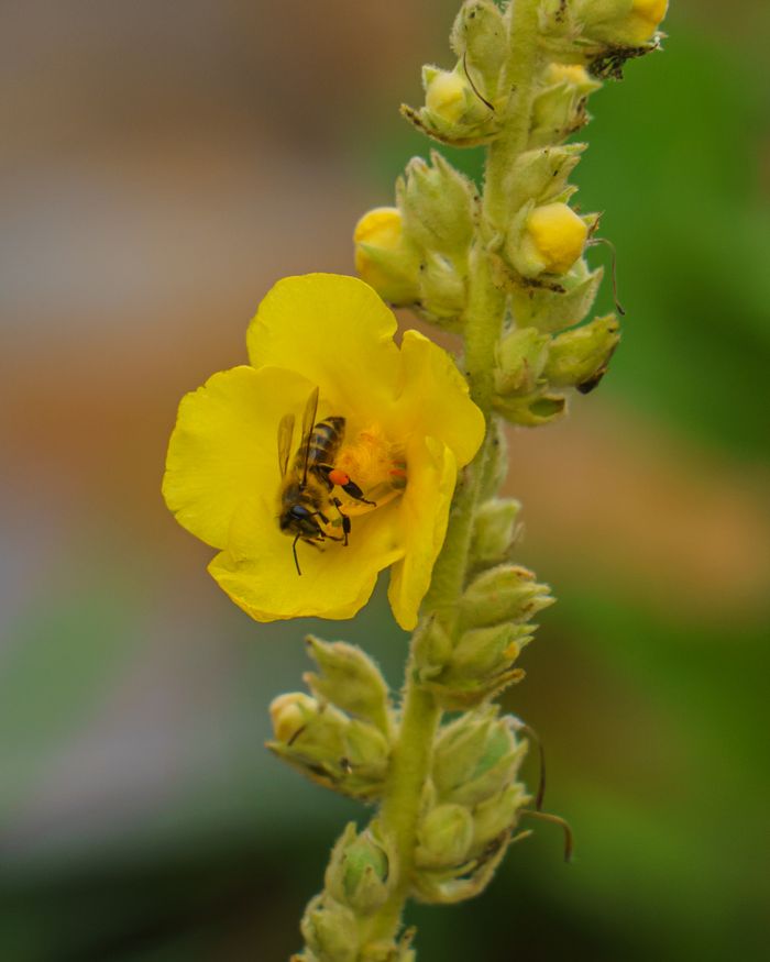 Services Close-up of a bumblebee pollinating a vibrant yellow flower outdoors.