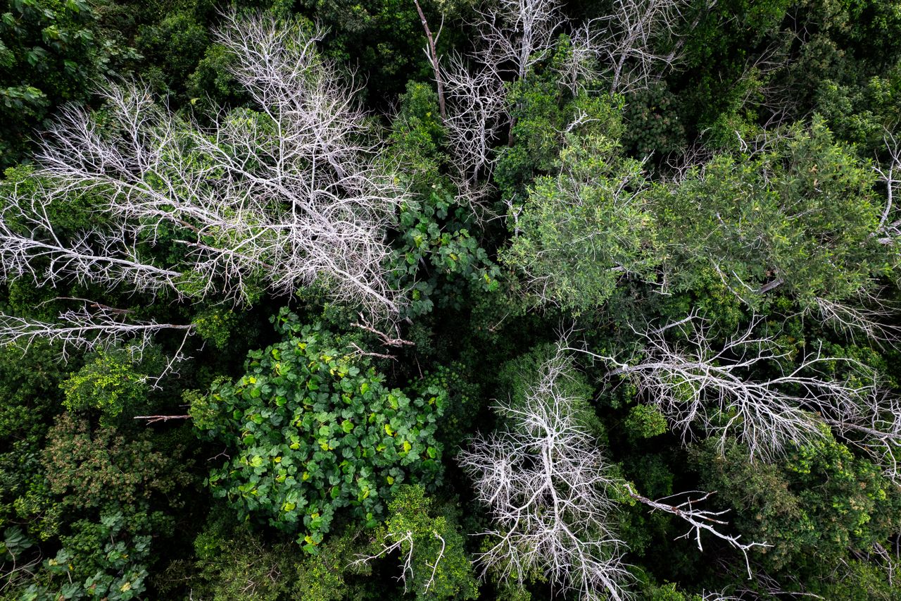 Home Diverse forest canopy with vibrant green trees and barren branches viewed from above.