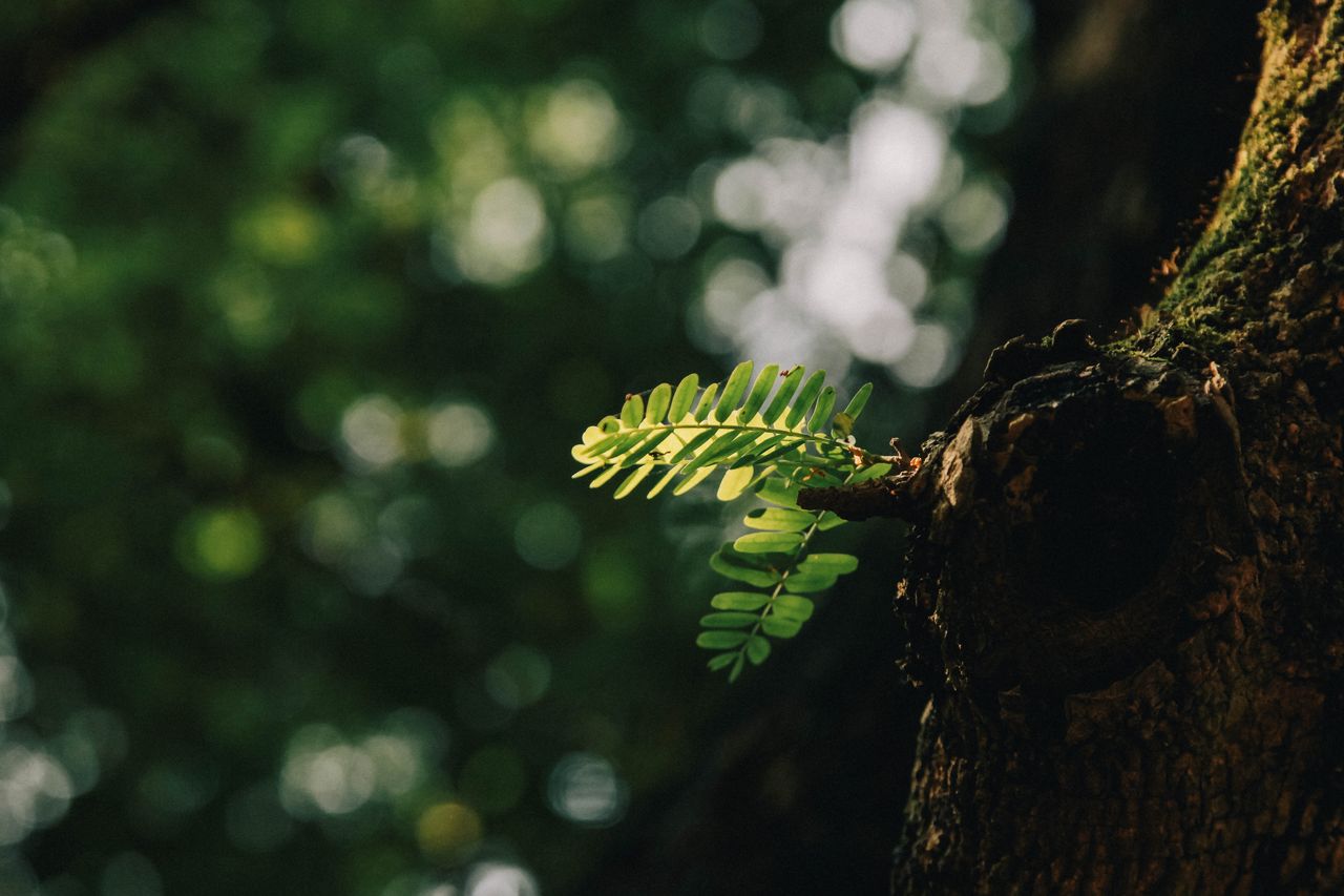 Home A vibrant green fern leaf sprouting from a tree trunk, illuminated by sunlight in a lush forest setting.