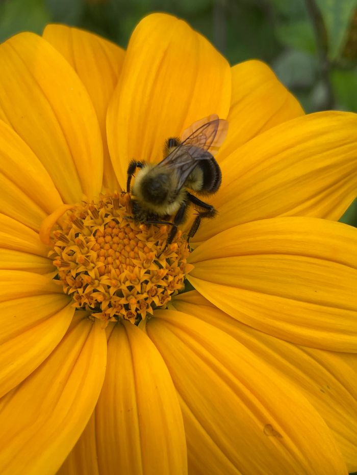 Services Vivid close-up of a bumblebee collecting pollen from a bright yellow flower, showcasing nature's beauty.