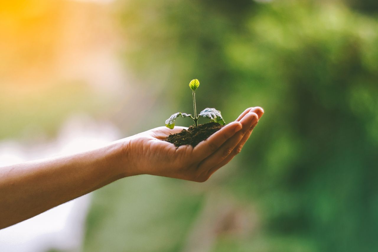 Services A hand gently cradles a young sprout in soil, symbolizing nurturing and growth.