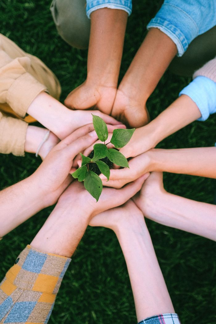 Services Hands united around a plant symbolizing teamwork and eco-friendly efforts outdoors.